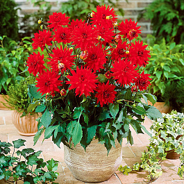 Георгина Полукактусовая Ред Пигми