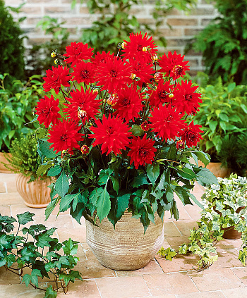 Георгина Полукактусовая Ред Пигми