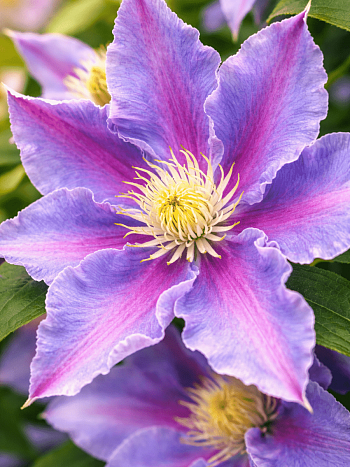 Клематис гибридный Beata