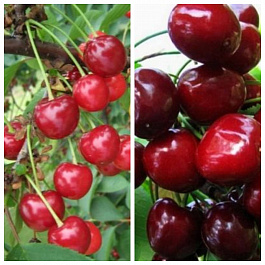 Дерево-сад (2-3х летка) вишня 2 сорта Игрушка-Эффектная