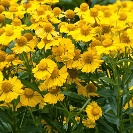 Гелениум осенний Helena Gold