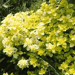 Душица обыкновенная Gold