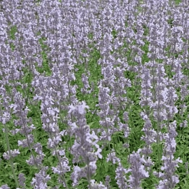 Котовник Фассена Gletschereis