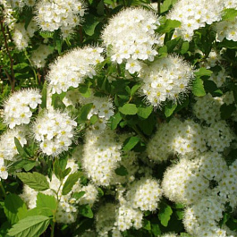 Спирея дубравколистная