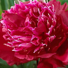 Пион травянистый Ред Спайдер