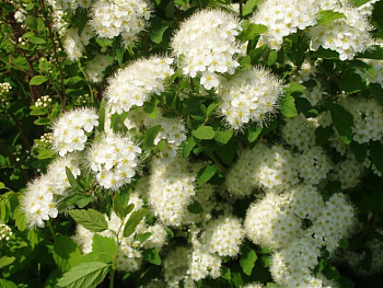 Спирея дубравколистная