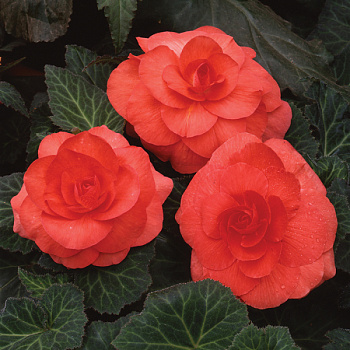 Бегония клубневая Америгибрид Роузформ Салмон