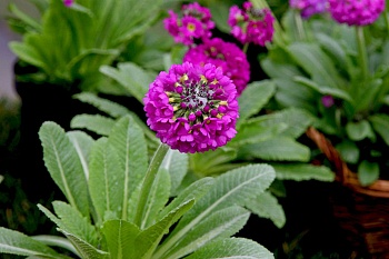 Примула (Первоцвет) мелкозубчатая Corolla Deep Rose