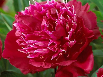 Пион травянистый Ред Спайдер