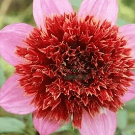 Георгина The Pantom