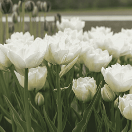 Тюльпан Mondial