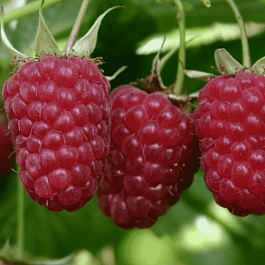 Малина обыкновенная Таганка