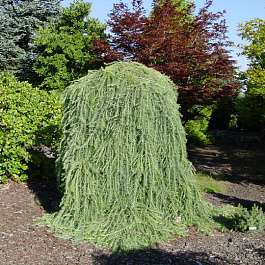 Лиственница европейская Пендула Лиственница европейская Пендула