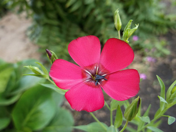 Лён Ясные зори