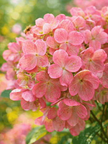 Гортензия метельчатая Tickled Pink