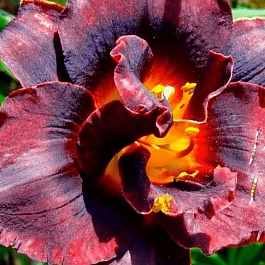 Лилейник Voodoo Dancer