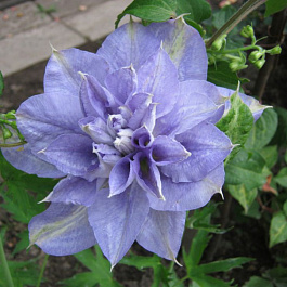 Клематис крупноцветковый Мазури