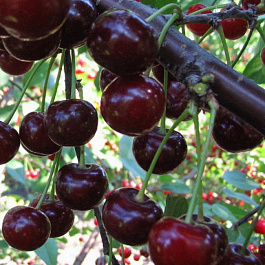 Вишня обыкновенная Надежда (Дюк)