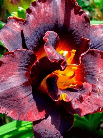 Лилейник Voodoo Dancer