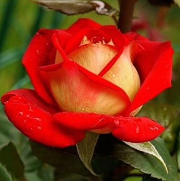 Роза чайно-гибридная Нью Фэшн