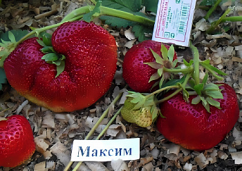 Земляника (Клубника) Садовая Гигантелла Максим