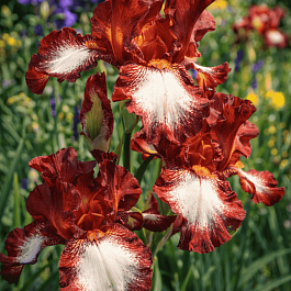 Ирис германский Rimfire