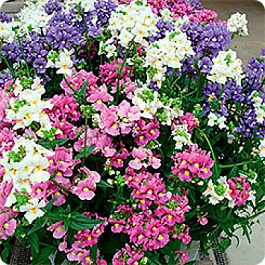 Немезия Поэтри Микс