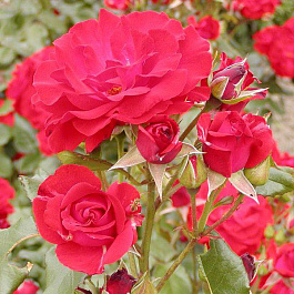 Роза флорибунда Джой