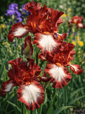 Ирис германский Rimfire