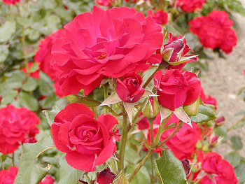 Роза флорибунда Джой