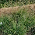 Молиния голубая Carmarthen