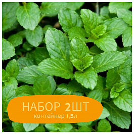 Мята Свисс НАБОР 2ШТ