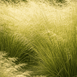 Щучка дернистая