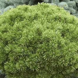 Сосна горная Litomysl штамб 70 см