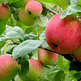 Яблоня Уральское розовое Яблоня Уральское розовое