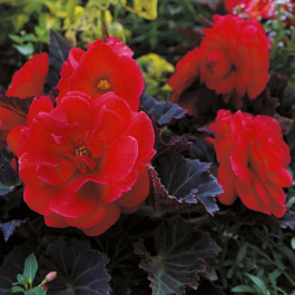 Бегония Мокка Ред