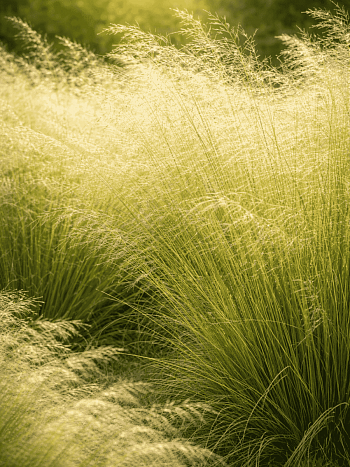 Щучка дернистая