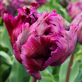 Тюльпан попугайный Негрита Пэррот