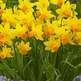 Нарцисс Jetfire