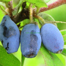 Жимолость съедобная Виола