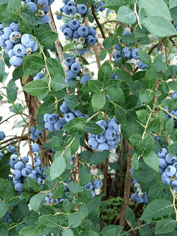 Голубика высокорослая Sweetheart