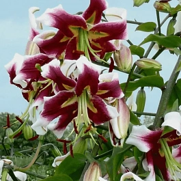 Лилия Beverly Dream