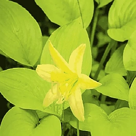 Хоста Miracle Lemony