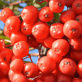 Рябина сладкоплодная Вкусная