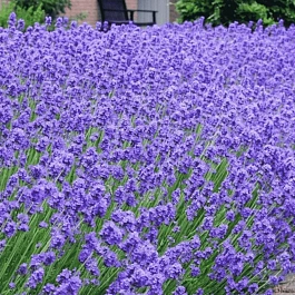 Лаванда Munstead