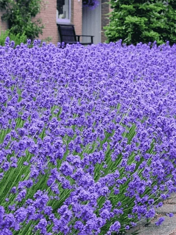 Лаванда Munstead