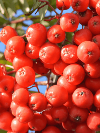Рябина сладкоплодная Вкусная