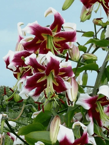 Лилия Beverly Dream