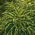 Бузина черная Variegata