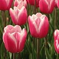 Тюльпан триумф Pink Surprise